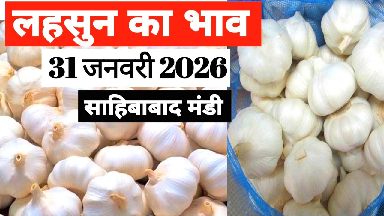 31 January 2026 🧄लहसुन का भाव साहिबाबाद मंडी | toady garlic rates #garlic #lehsun #lehsunbhav 