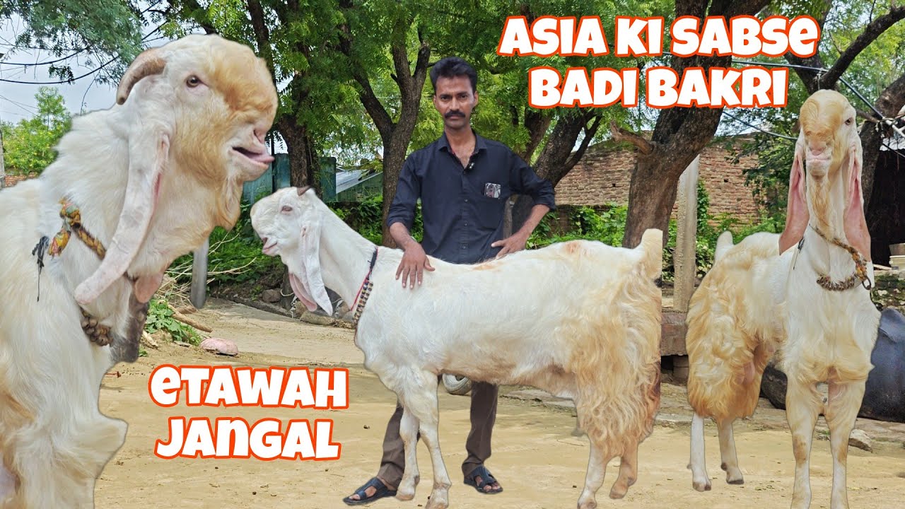 😯Asia ki sabse badi Bakri chambal etawah dalsing bhai #hansagoat 