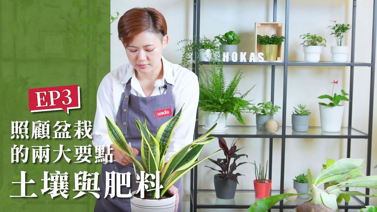 【HOKAS園藝知識館 】EP3. 照顧盆栽的兩大要點：土壤與肥料