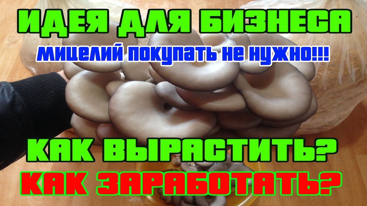 ИДЕЯ ДЛЯ БИЗНЕСА. ВЫРАЩИВАНИЕ ВЕШЕНКИ (МИЦЕЛИЙ ПОКУПАТЬ НЕ НУЖНО!)