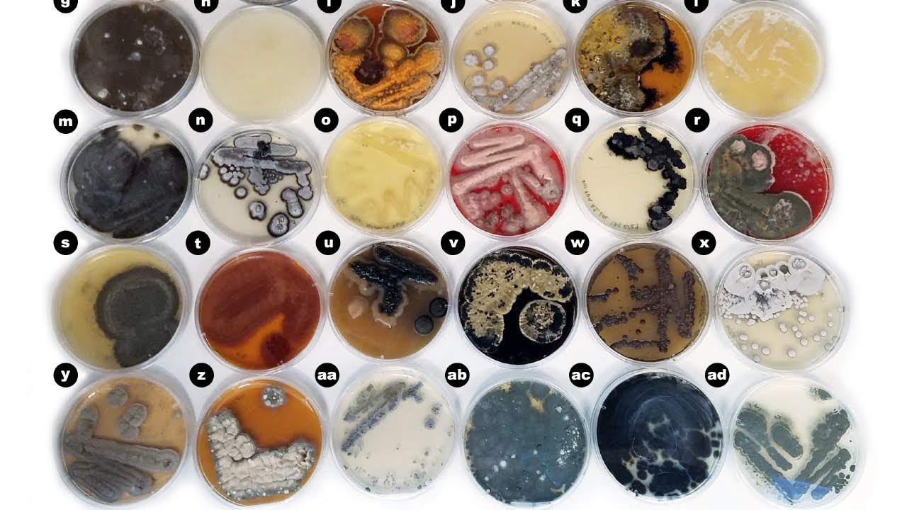 All About Marine Fungi