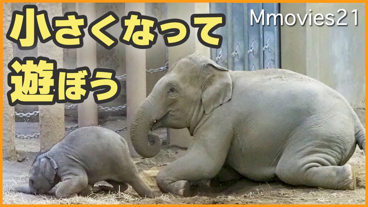 愛あふれるゾウ3頭同居〜子象を群れで育てる訓練が公開される〜円山動物園アジアゾウ パール・タオ・ニャイン~Amazing parenting of elephants