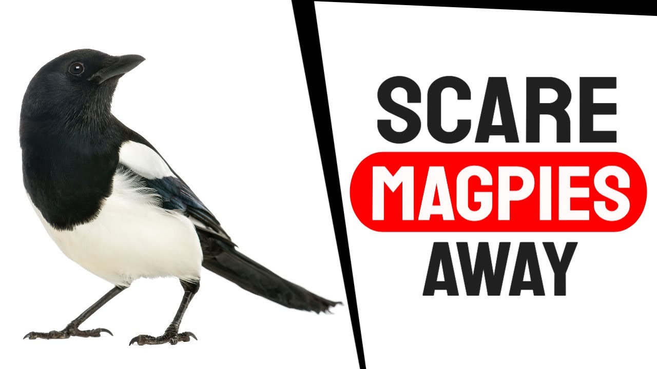 Sound To Scare Magpies Away
