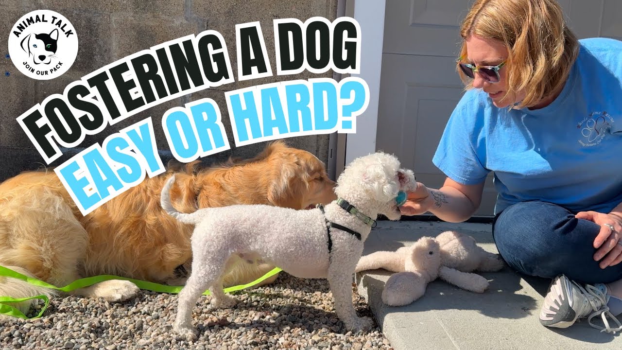 Think Fostering a Dog Is Too Hard? Here&rsquo;s the Truth | Animal Talk