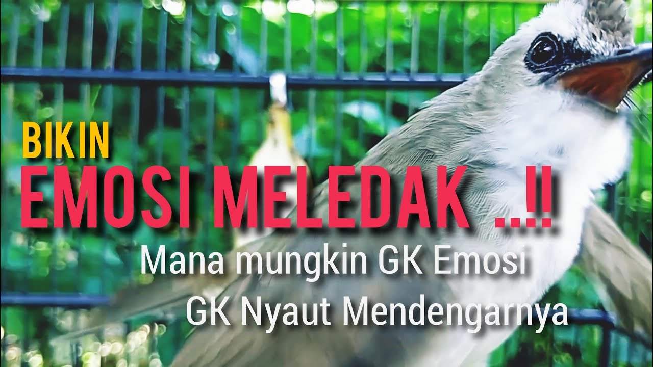 MANA MUNGKIN TRUCUK MU G EMOSI MENDENGAR PANCINGAN PANAS INI  99,9% Bikin EMOSI MELEDAK ..!!