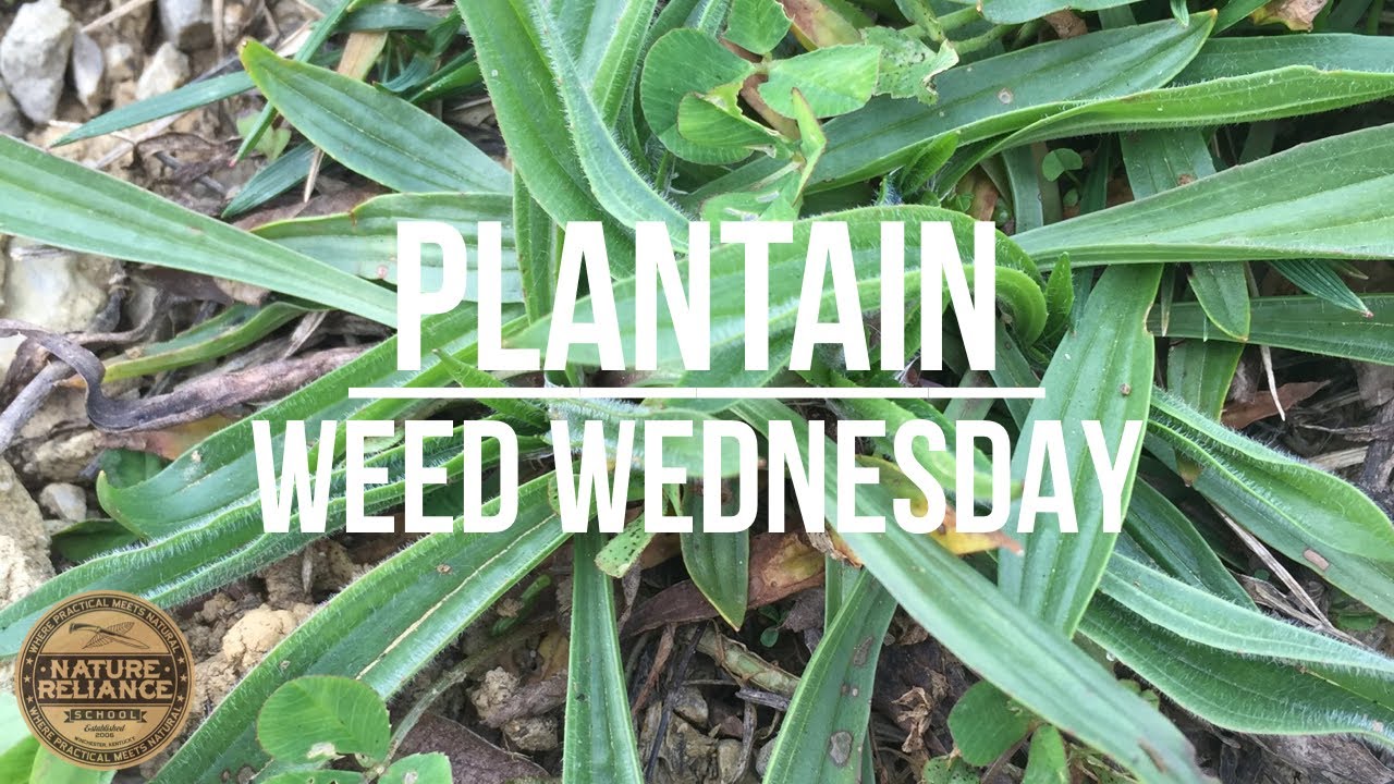 Weed Wednesday - Plantains