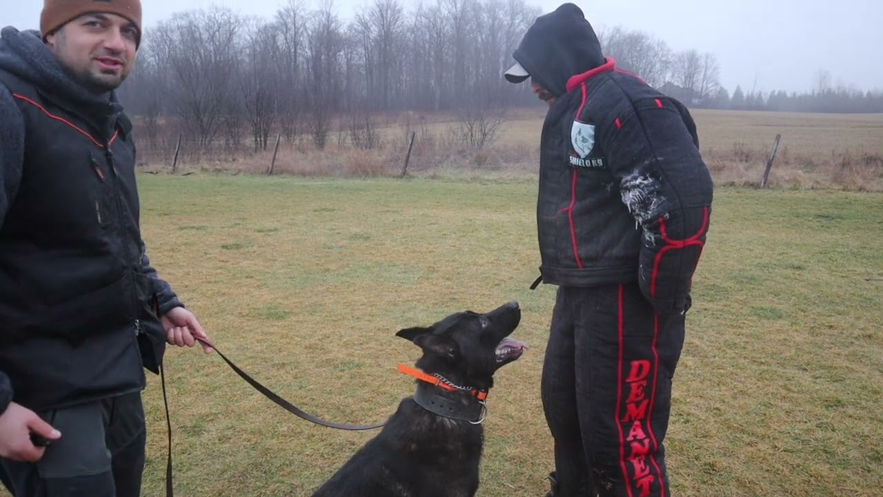 Control Work - My New Dutch Shepherd pt. 5
