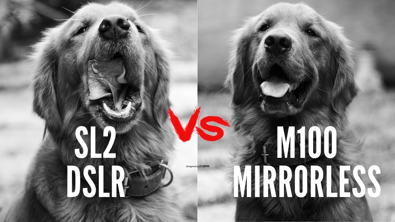 Canon SL2 vs Canon M100 - DUELO MAIS ESPERADO!