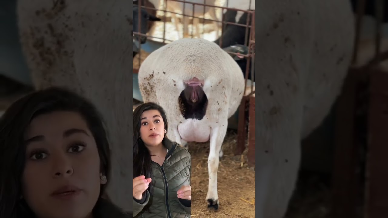 &iquest;Qu&eacute; hace una borrega cuando va a parir?