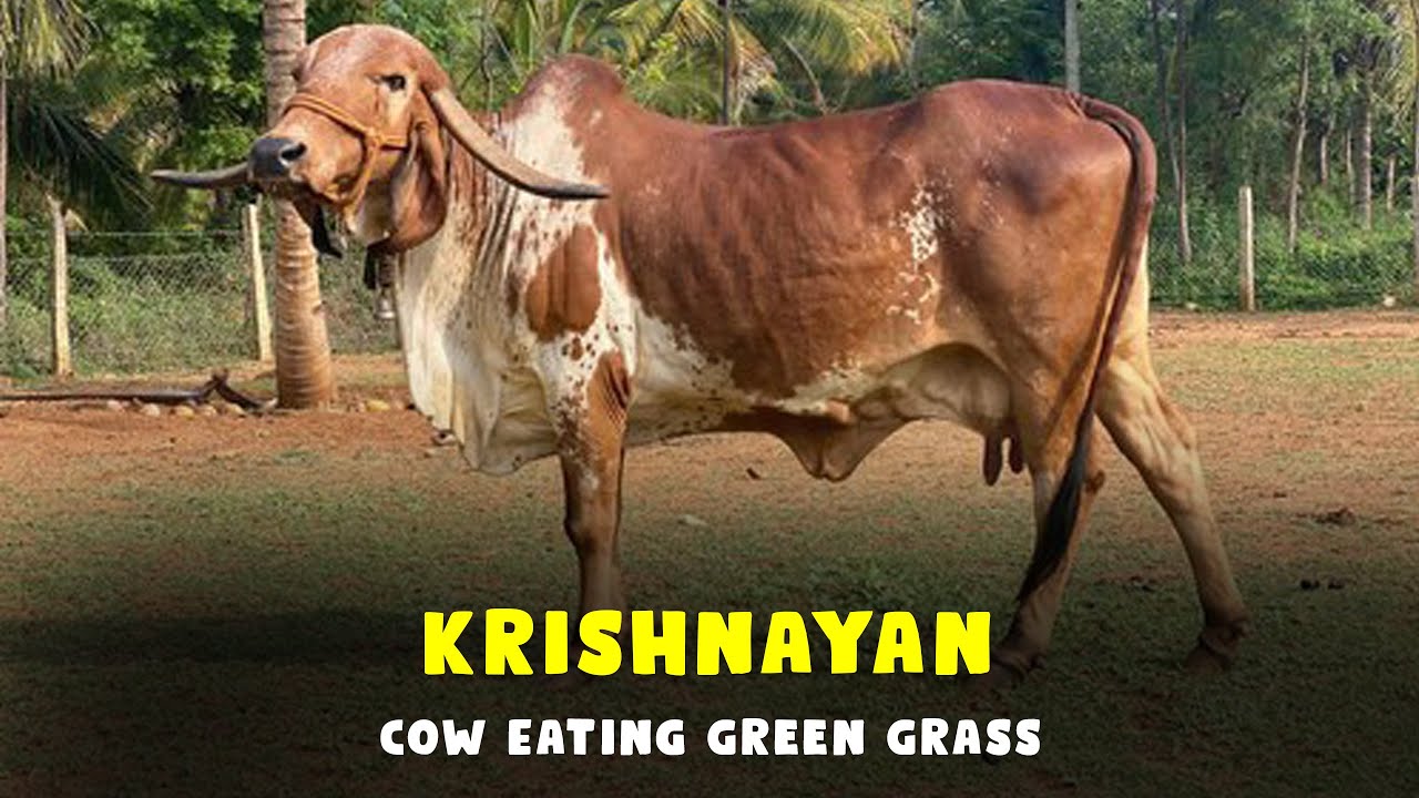 Cow Eating Green Grass - Krishnayan Desi Gauraksha