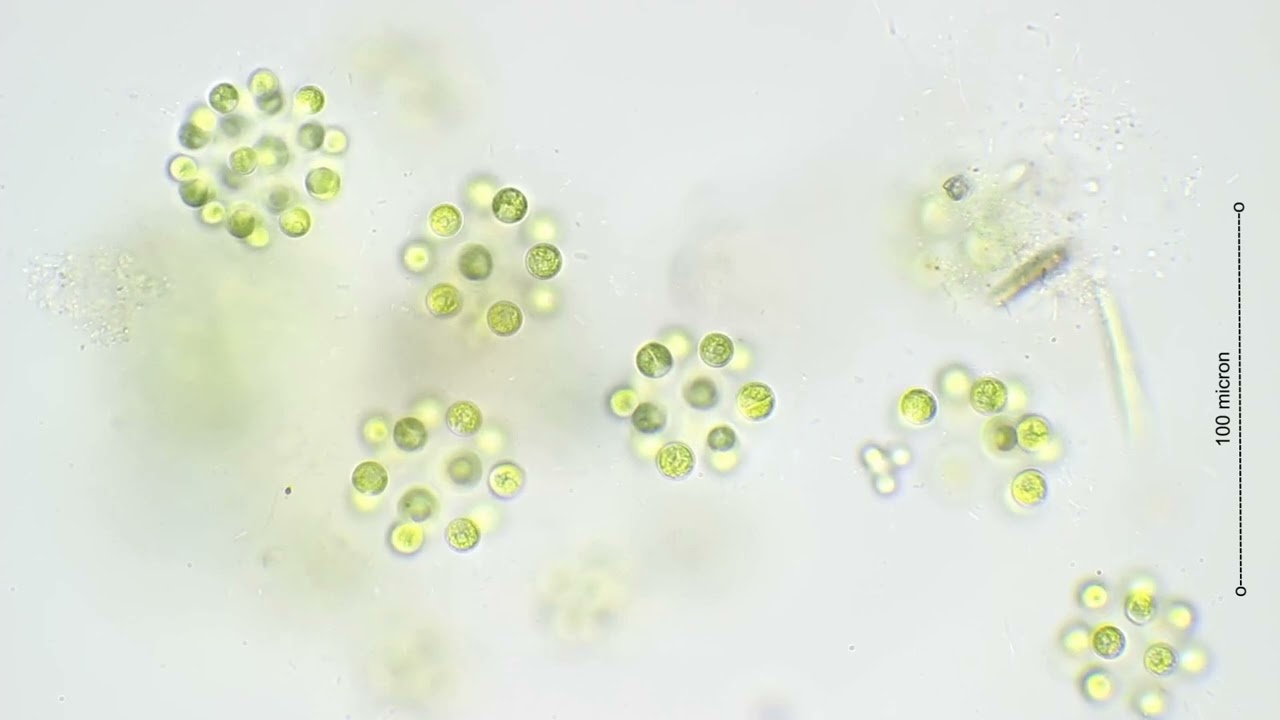 Green algae various species, Chlorophyta