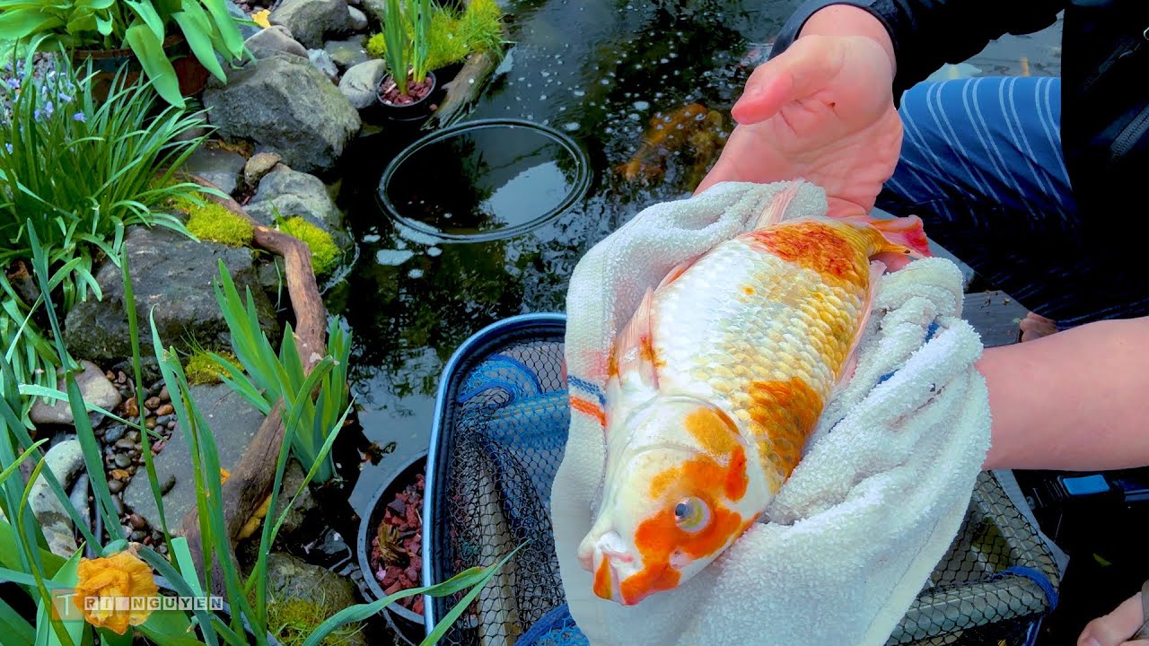 Treat a sick fish | Ulcer | Parasites | Bacteria
