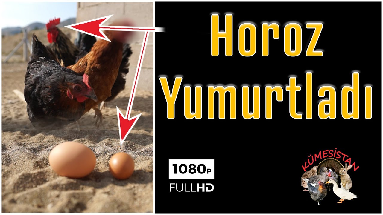 HOROZ YUMURTASI - Efsane mi Gerçek mi - Horozlar Yumurtlar mı ?