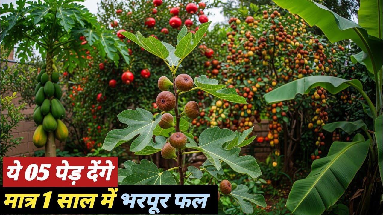 साल भर में ही भरपूर फल देंगे ये पेड़ : 5 Fast growing fruit trees in India