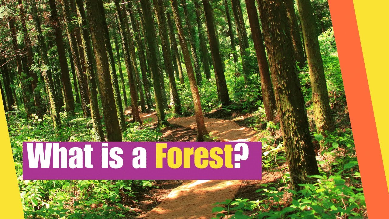 What is a Forest? Learn about the Plants and Animals that Live in a Forest Biome | Lesson Boosters