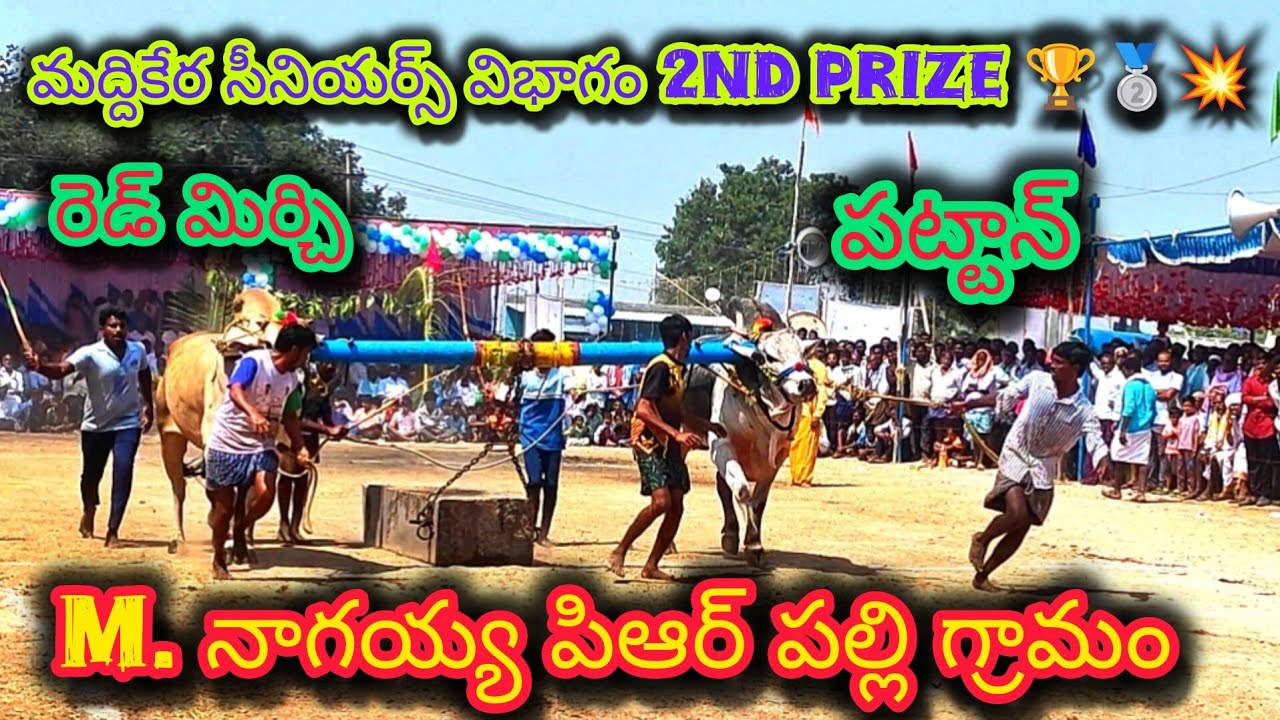 మద్దికేర సీనియర్స్ విభాగం 2nd prize 🏆🥈💥M. నాగయ్య పి ఆర్ పల్లి (పట్టాన్💥 రెడ్ మిర్చి)#trendingshorts