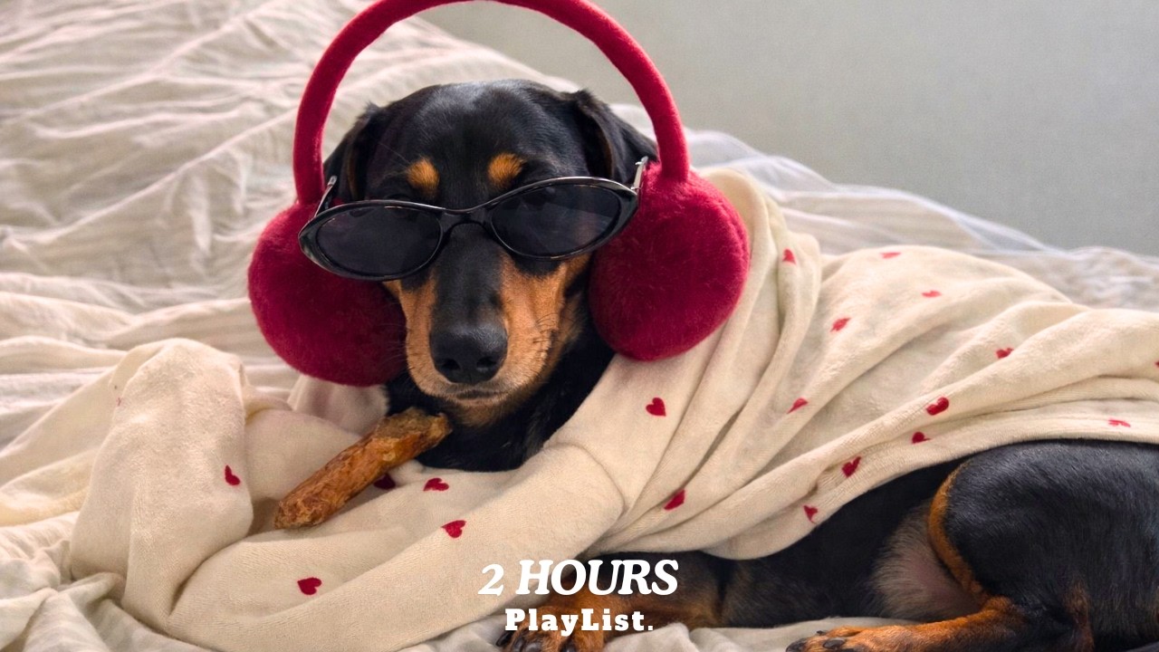 Cozy Night Chill Lo-fi 🎧 2 Hours Instrumental Beats for Light Focus & Relax | Dachshund Lo-fi