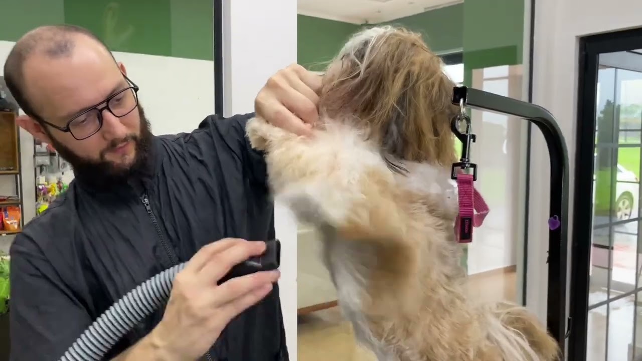 COMO FAZER BANHO E TOSA COMPLETA EM SHIHTZU | AULA 2 | CURSO DE BANHO E TOSA GRATUITO