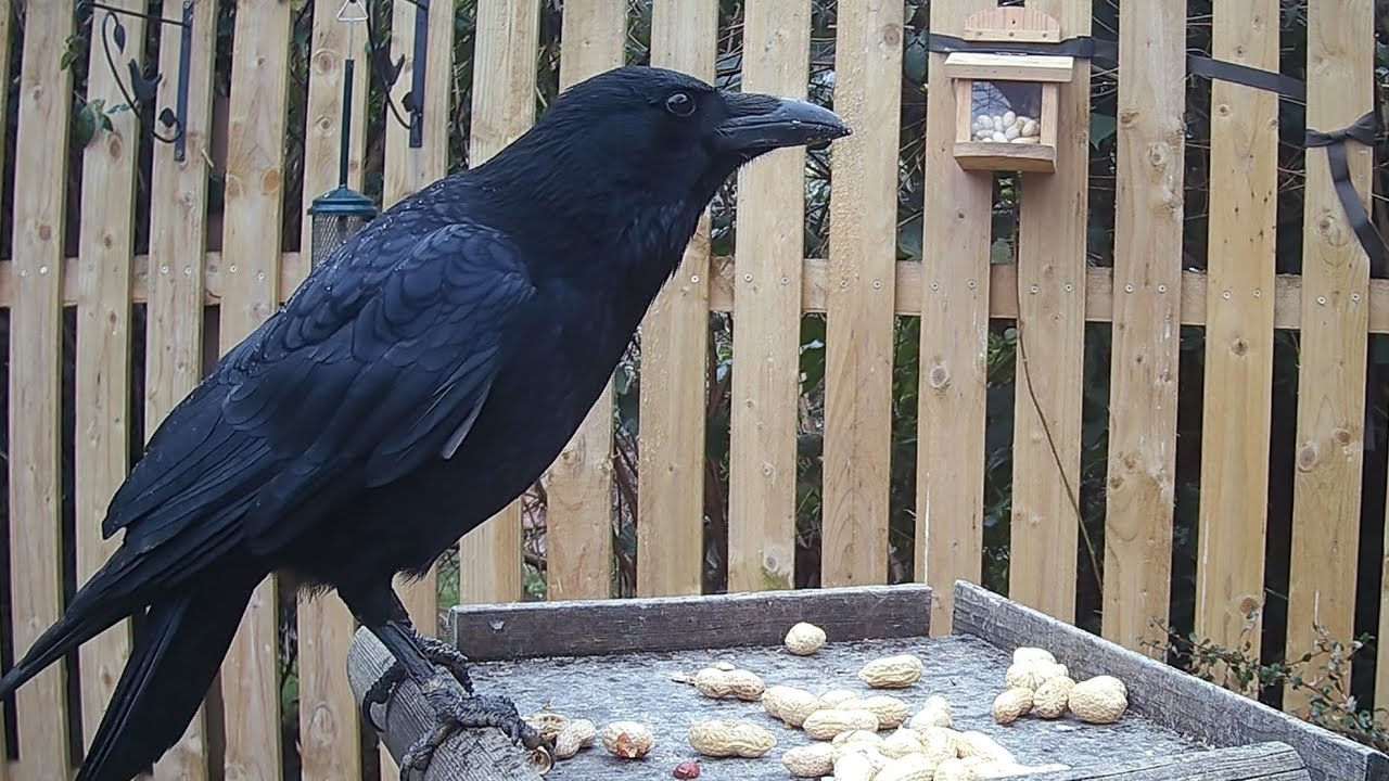 Crows are absolutely fascinating birds to watch! (Corvus Corone)
