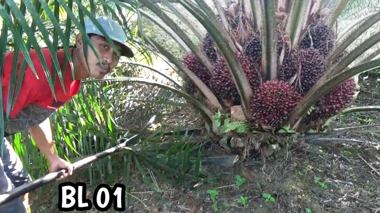 PANEN SAWIT UMUR 3 TAHUN BUAHNYA SUPER LEBAT