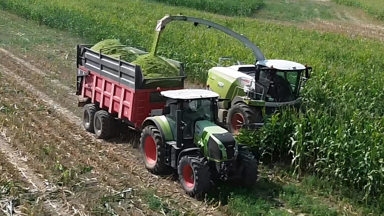 Ensilage de maïs 2025 🌽🌽SARL AUVRAY &FILS - Claas Jaguar 970