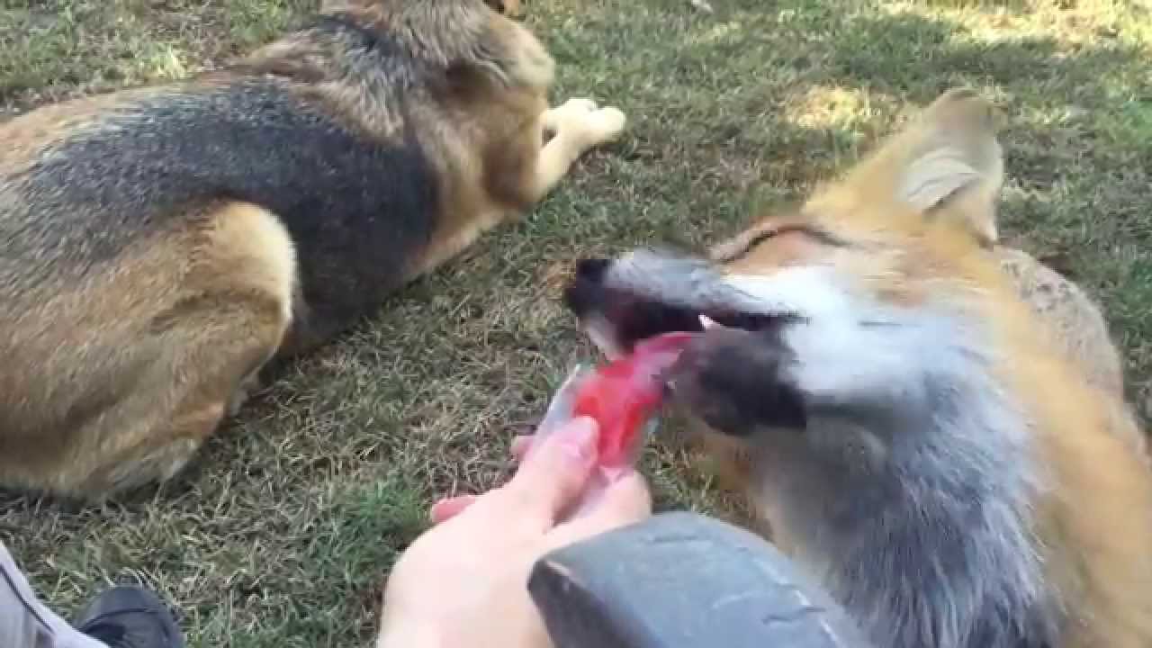 Fox and the Popsicle