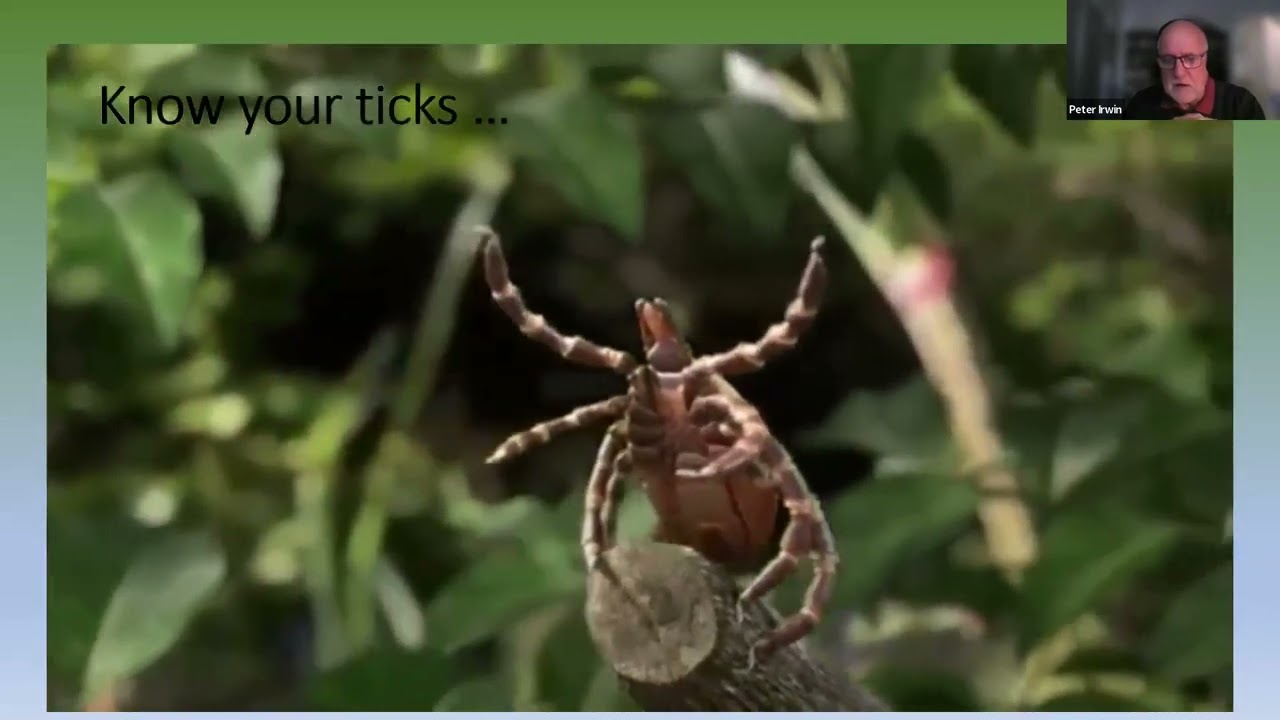Emerging Tick-borne Diseases of Companion Animals in Australia, by Peter Irwin