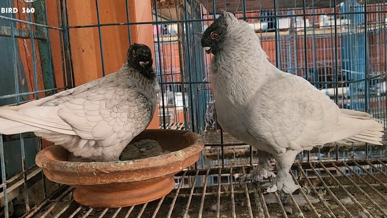 oriental frill | fancy pigeon breeding farm | blondenet pigeons | fancy kabootar | wonderful pigeon