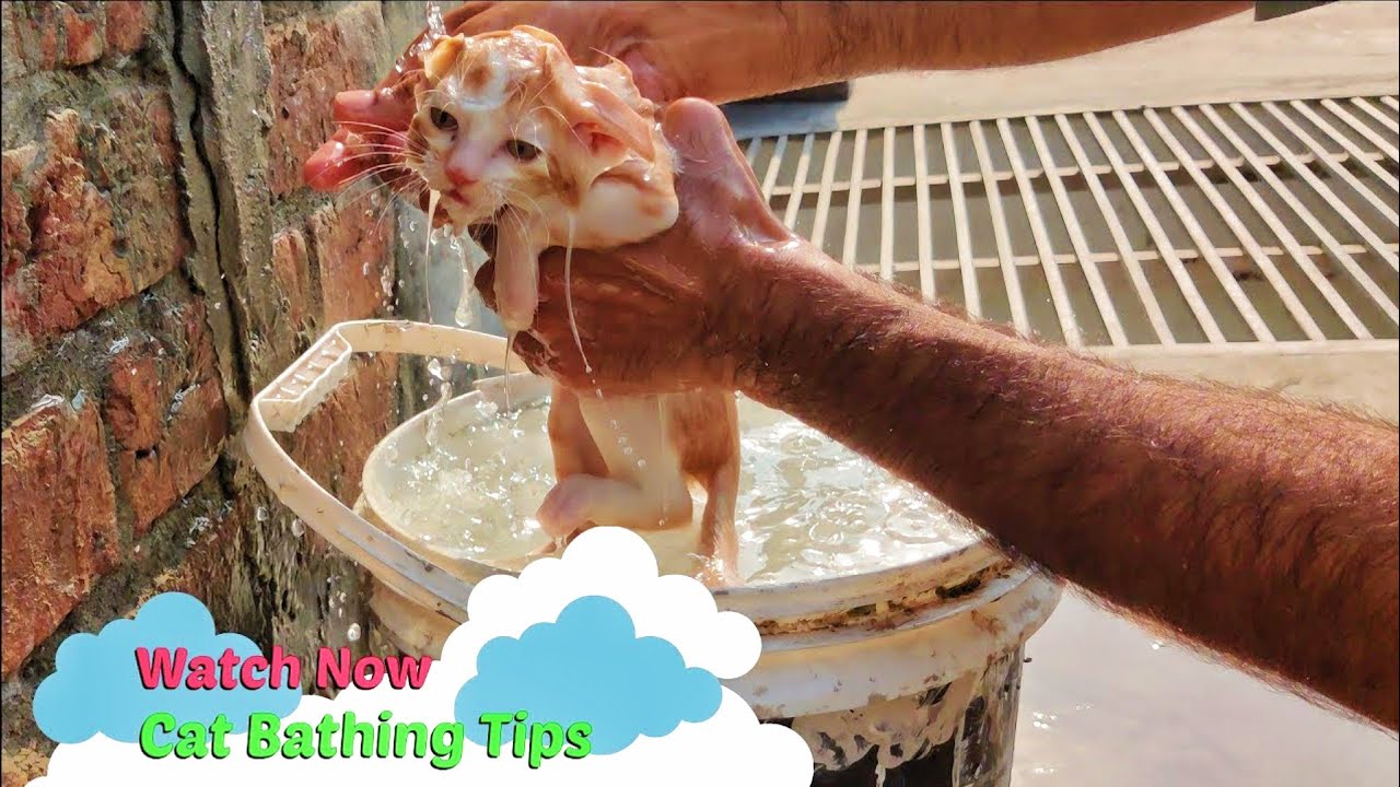 How To Cat Bathing | Cat Bathing Tips