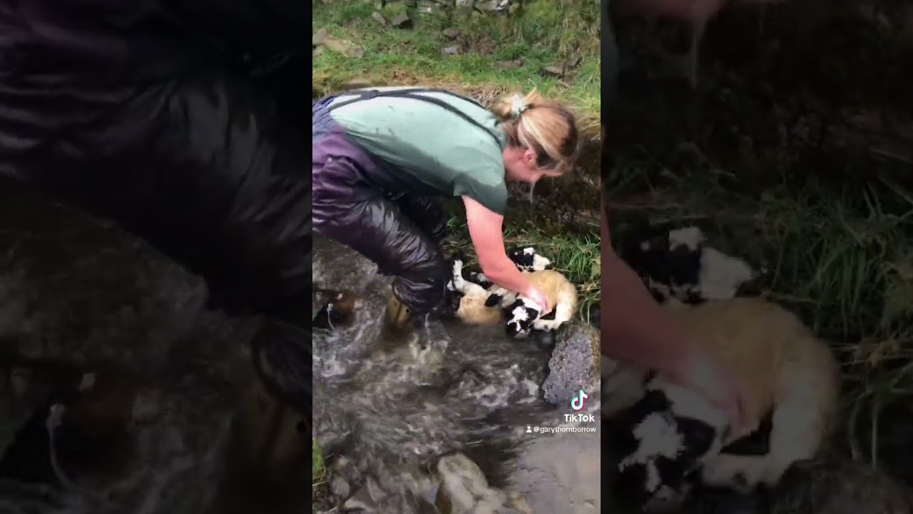 Sheep Farmer Crawls Into Flooded Storm Drain to Rescue Lambs