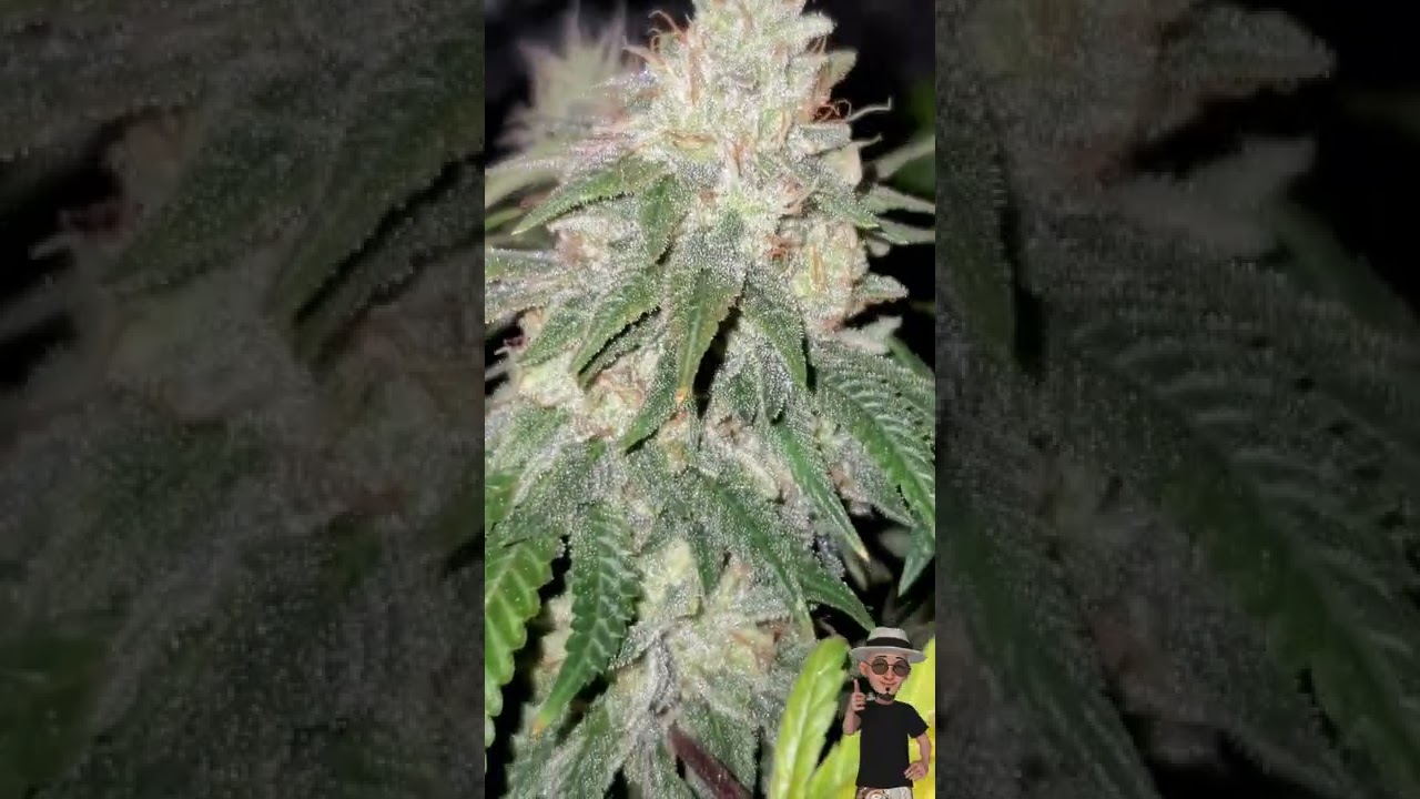 Purple Glue Strain,  From Nukeheads ( TV420 ) 📺