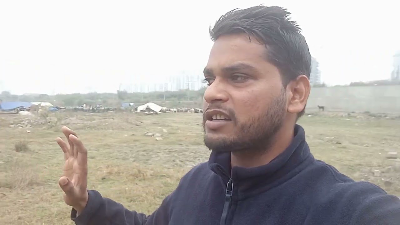 नोएडा के गांव छपरौली बांगर Sec - 168 में हर साल सर्दियों में आते हैं भेड़ - बकरी वाले यहां ठहरते हैं