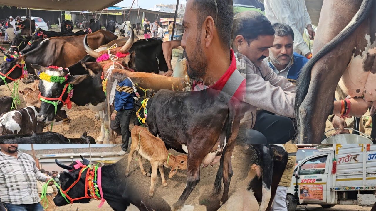 पूरे भारत में #ड्राइवरों_की_हड़ताल के कारण मंडी में मिल रही है #गाय सस्ते दाम में depalpurpashumandi