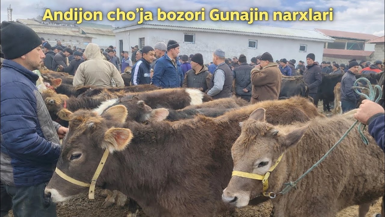 Андижон шахрихон чожа холдонбек бозори гунажин нархлари