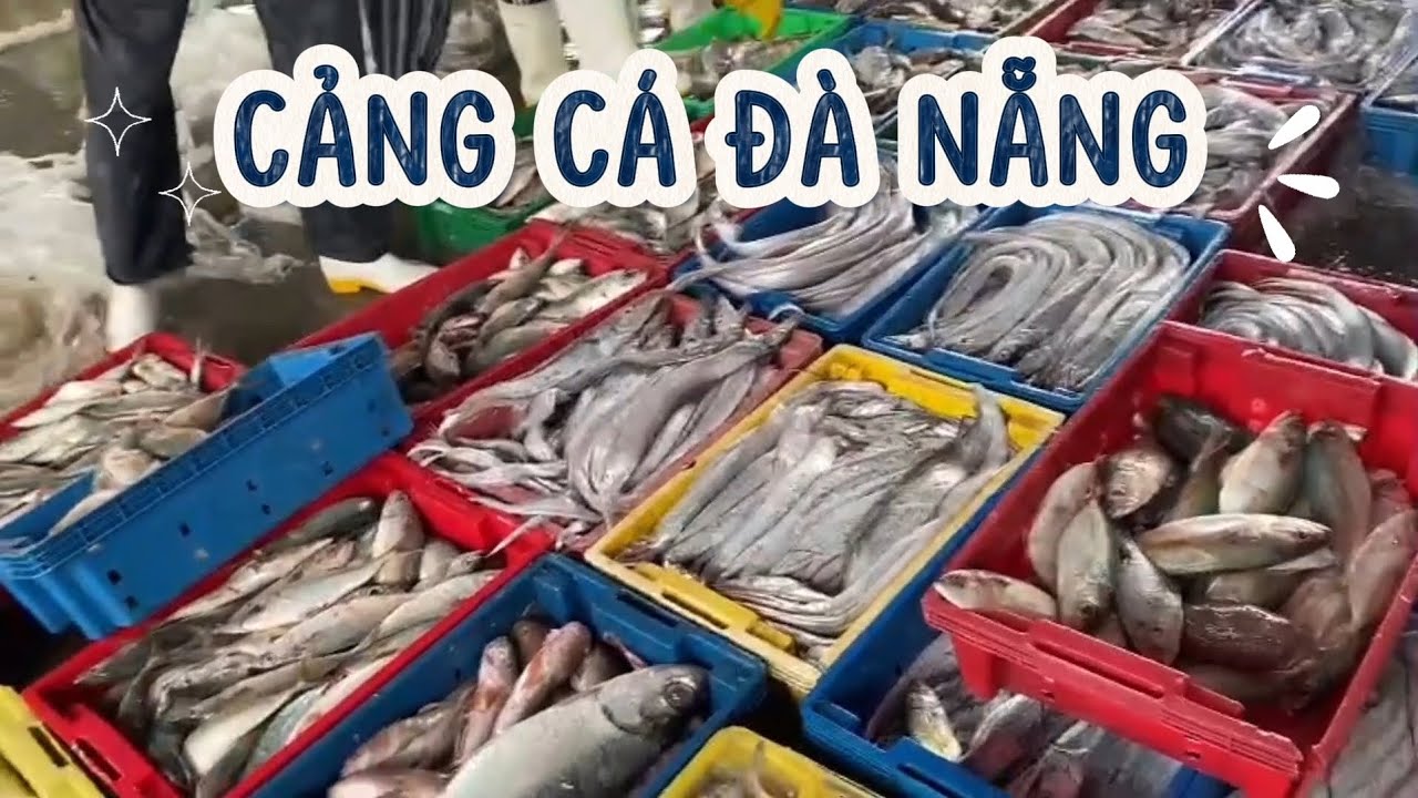 CẢNG CÁ SƠN TRÀ ĐÀ NẴNG ĐỦ CÁC LOẠI CÁ TƯƠI NGON SIÊU RẺ 100K 1 RỔ 