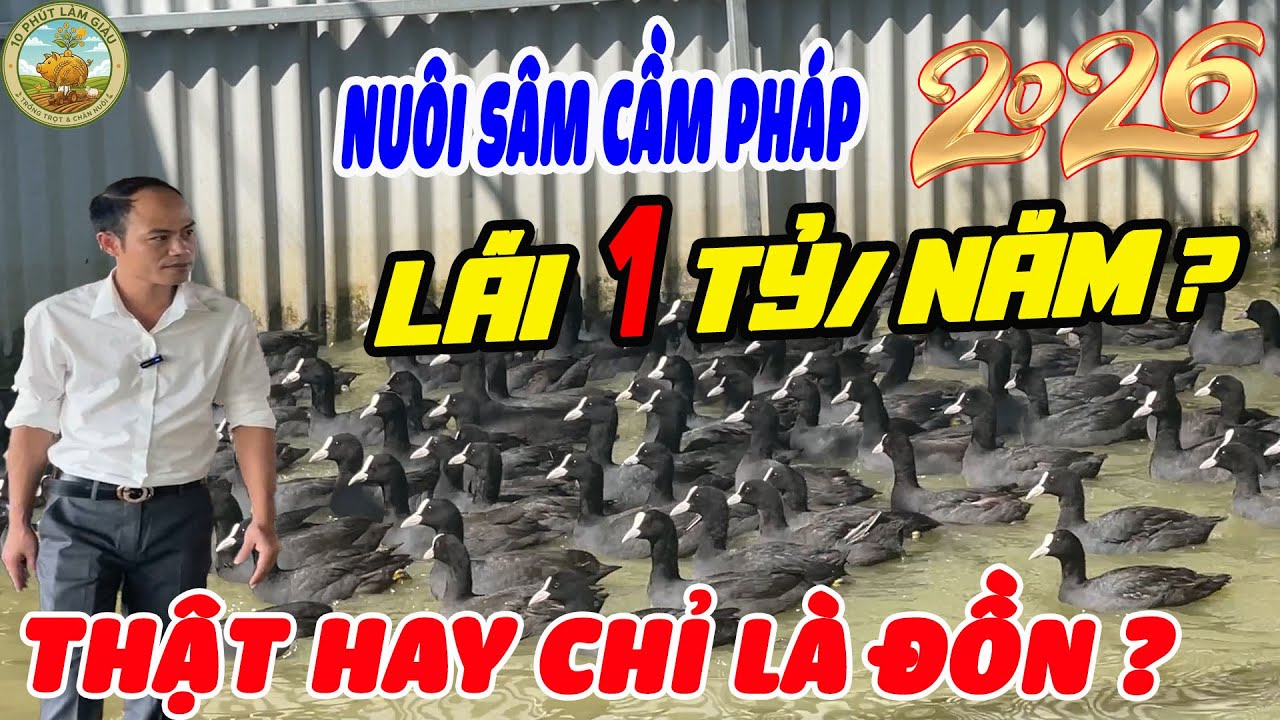 LỢI NHUẬN THẬT HAY CHỈ LÀ LỜI ĐỒN? NUÔI CHIM SÂM CẦM LÃI 1 TỶ/NĂM |10 PHÚT LÀM GIÀU