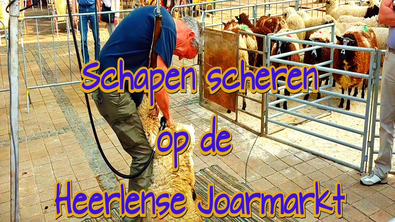 Schapen scheren op de Heerlense Joarmarkt, in HD