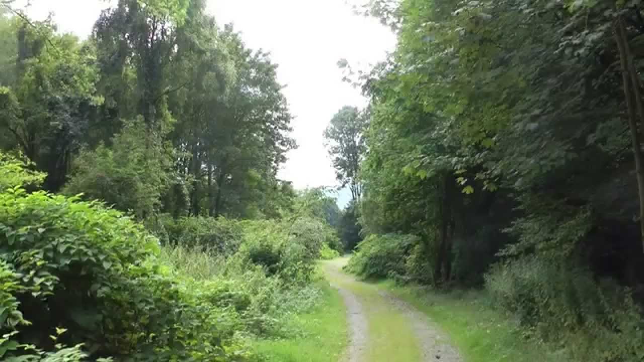 Der schöne Vogelbeerbaum im Garten-Juli 2014!