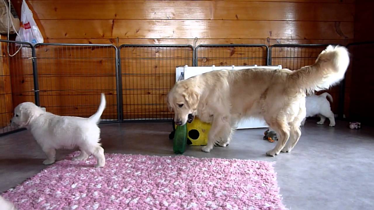 Golden Retriever Grandma with Six Grandpuppies