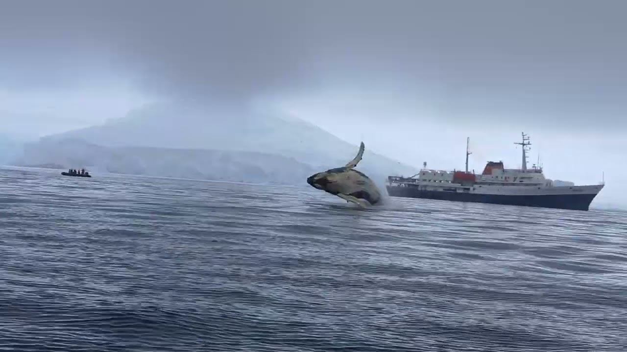Patagonia Bay Antartica Humpback whale 🐋 jumping 