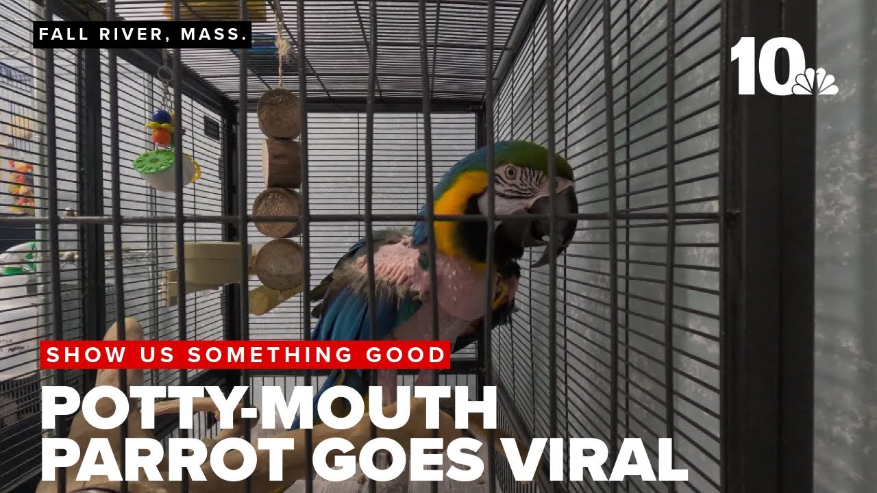 Potty-mouthed parrot goes viral, up for adoption in Fall River