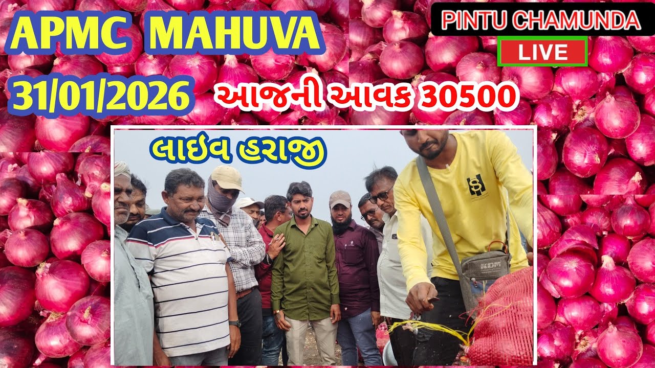 મહુવાથી 2 વાગ્યા ની લાલ ડુંગળી લાઇવ હરાજી || APMC MAHUVA || 31/01/2026 || red onion market price ||
