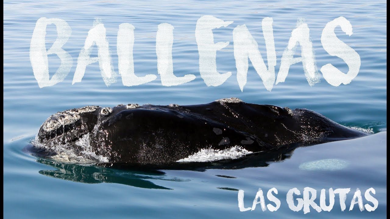 Ballenas en Las Grutas