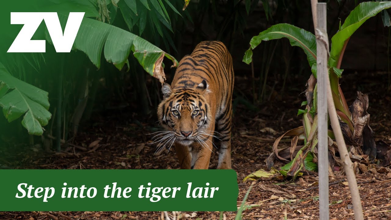 Tour of Indrah the tiger's habitat