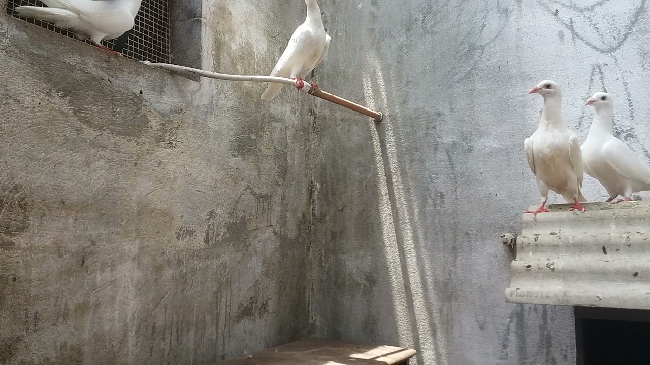 CRIAÇÃO DE POMBO BRANCO TÁ AUMENTANDO , JÁ NASCEU 9 NO POMBAL .