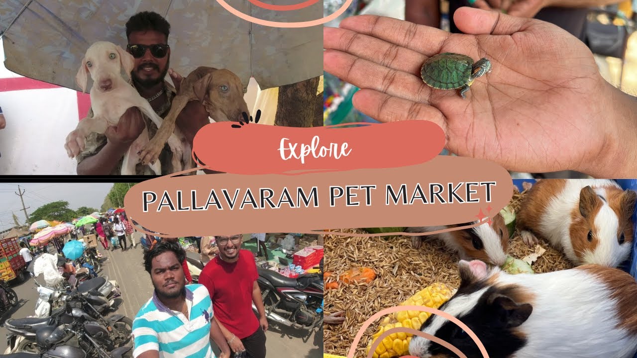 🤯 Pallavaram PET Market 🤑 BEST PRICE ??? | TN Vlogs