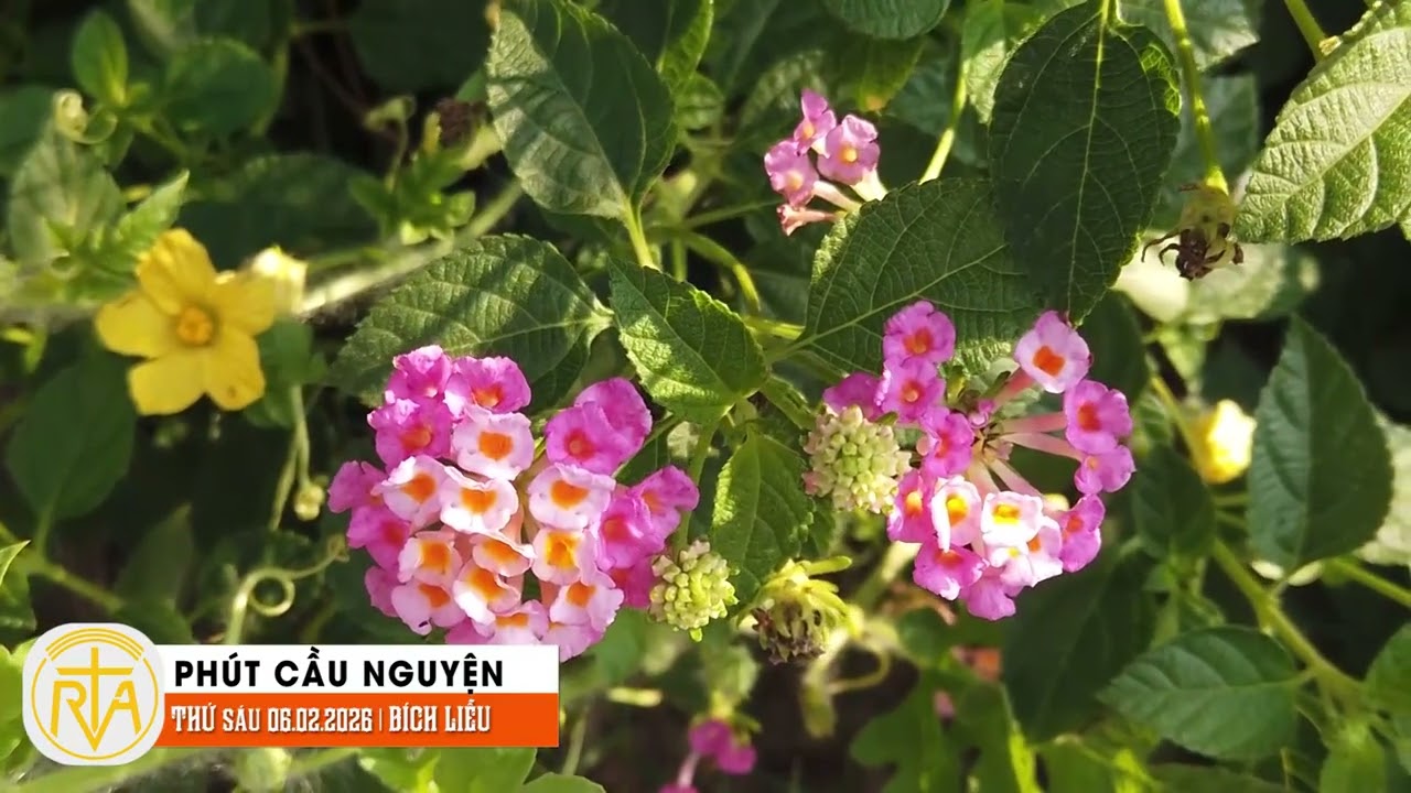 Phút Cầu Nguyện, Thứ Sáu 06/02/2026:  Lương tâm con người trước cám dỗ của lợi nhuận
