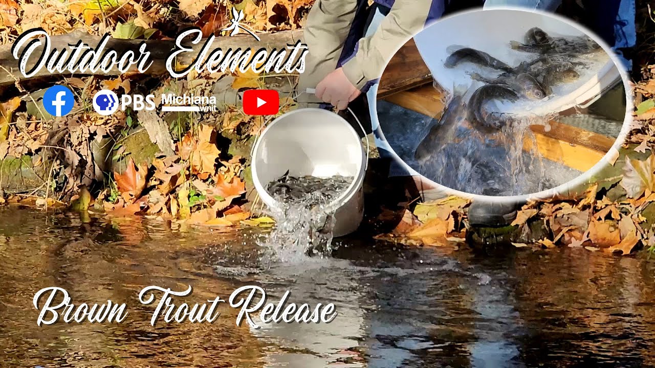 Brown Trout Release | OE