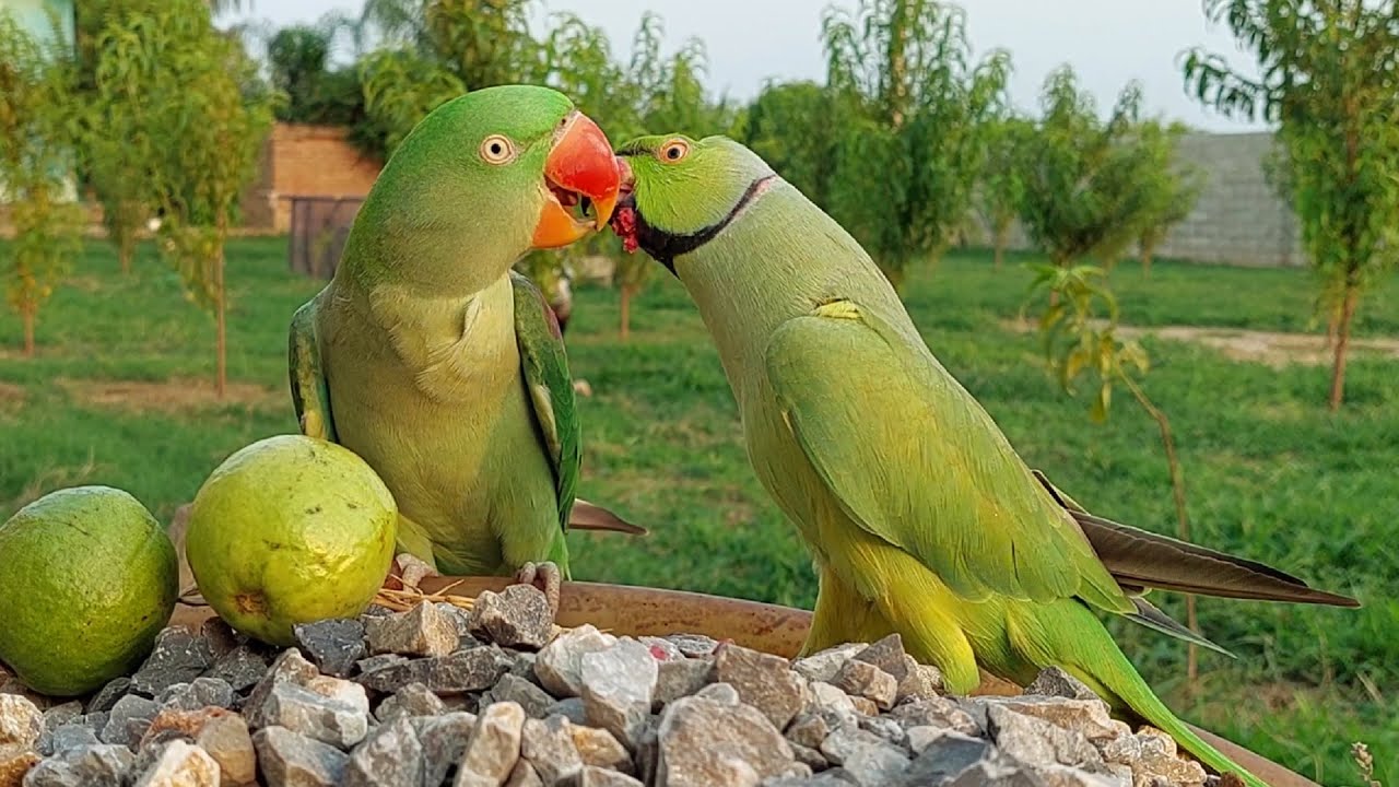 Natural Parrot Talking Sounds