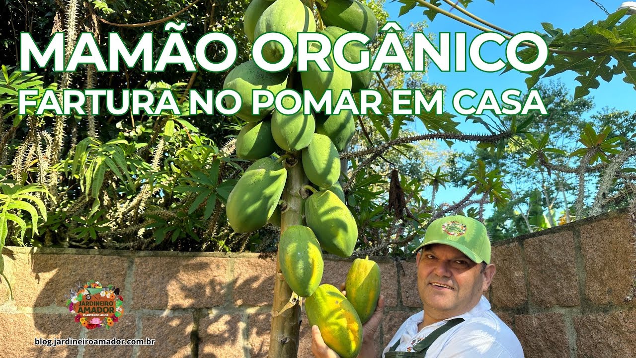 Colheita de Mamão Orgânico | Espetáculo no Pomar em Casa